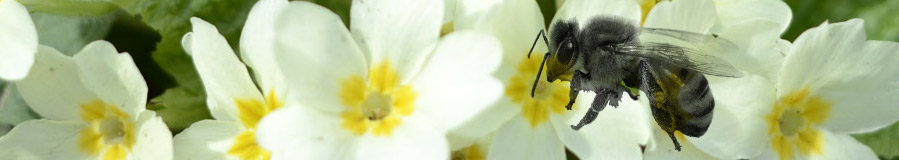 C’est le printemps, aide les abeilles !
