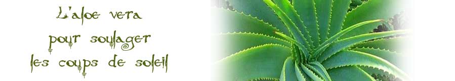 L’aloe vera, la sève magique contre les coups de soleil