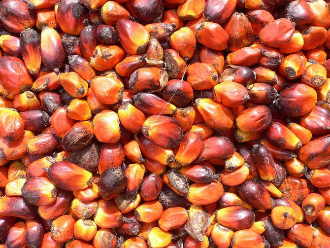 Noix de palme, image wikimedia