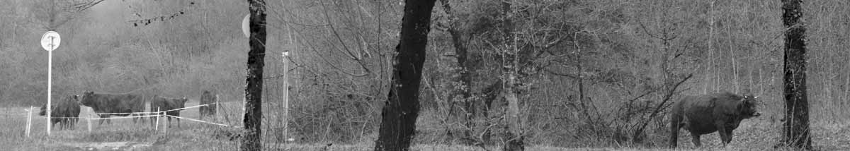 Bonheurs de la semaine