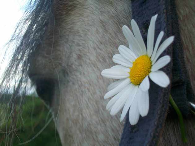 Lucie et Titan, une grande histoire d'amour