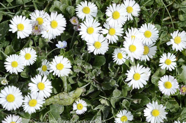 Challenge green glam : prends le temps de voir les beautés de la nature, même en ville