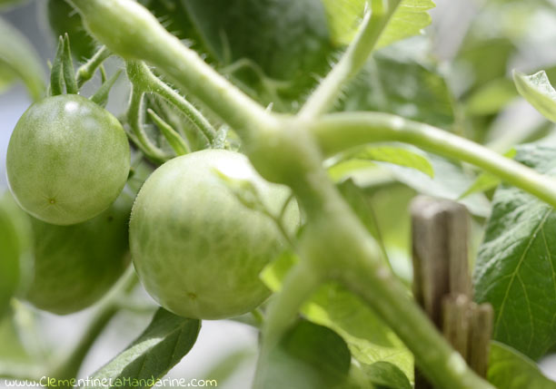 Culture facile, gratuite et écologique de tomates sur balcon
