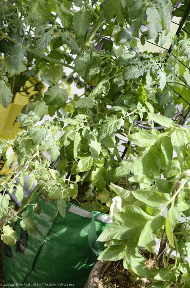 Culture facile, gratuite et écologique de tomates sur balcon