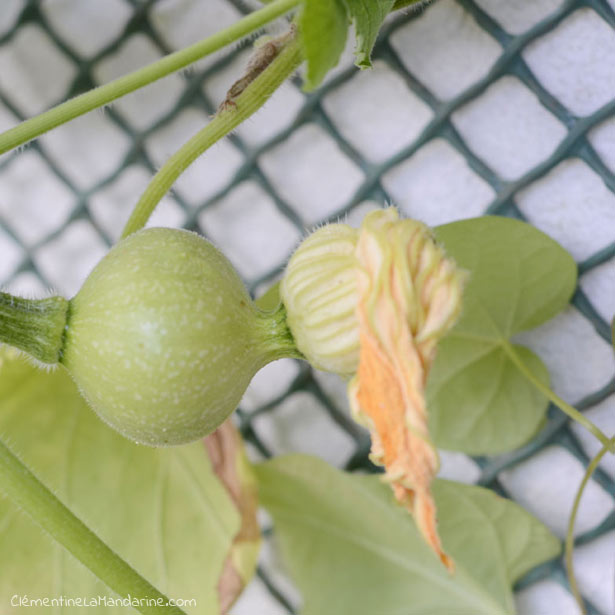 bébé-citrouille-bio-balcon-clementine-la-mandarine