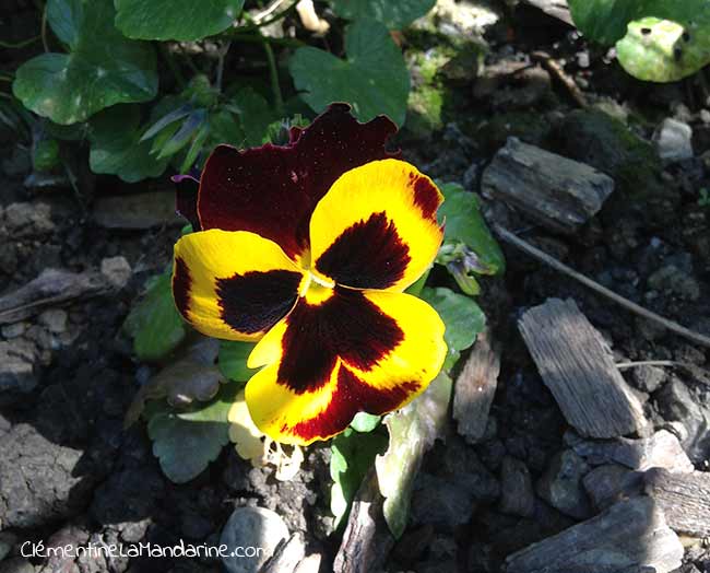 Journal d’une confinée – jour 27