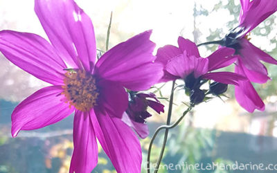 Journal d’une reconfinée #1