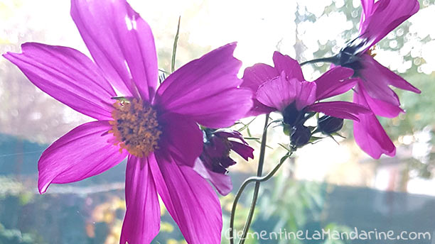 Journal d&rsquo;une reconfinée #1