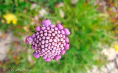 Journal d’une reconfinée #10