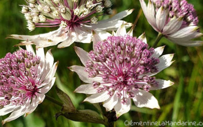 Journal d’une reconfinée #12