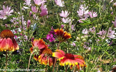 Journal d’une reconfinée #13