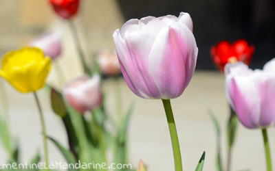 Journal d’une reconfinée #14