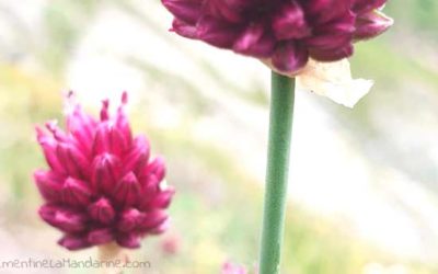 Journal d’une reconfinée #17