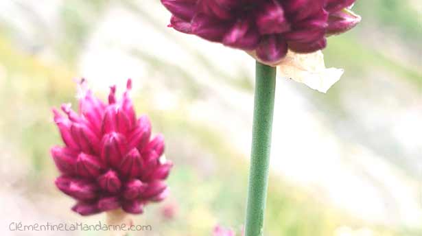 Journal d&rsquo;une reconfinée #17