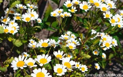 Journal d’une reconfinée #18