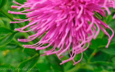 Journal d’une reconfinée #19