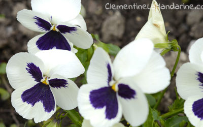 Journal d’une reconfinée #2