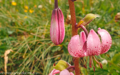 Journal d’une reconfinée #20