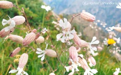 Journal d’une reconfinée #21