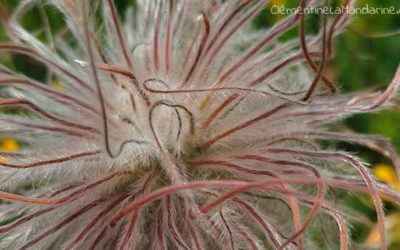 Journal d’une reconfinée #22