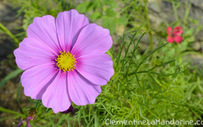 Journal d’une reconfinée #24