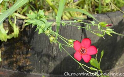 Journal d’une reconfinée #25