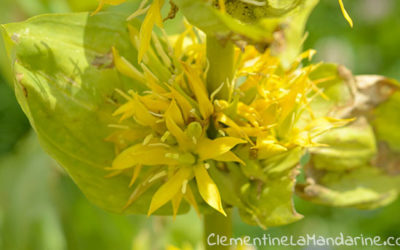 Journal d’une reconfinée #26