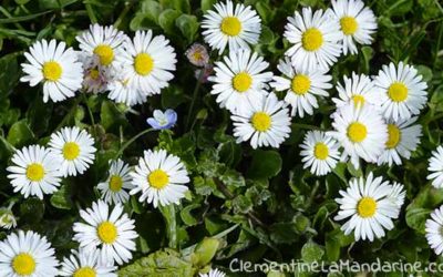 Journal d’une reconfinée #27