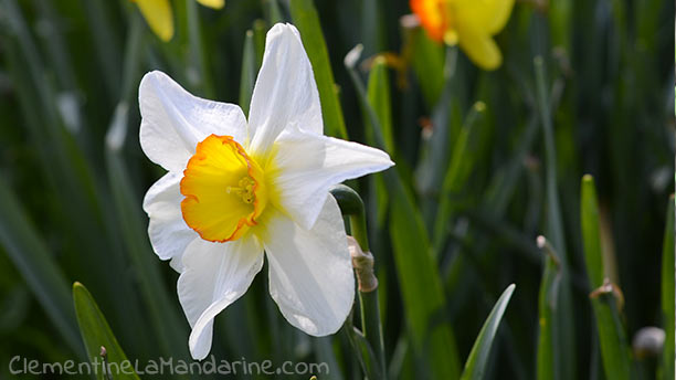 Journal d&rsquo;une reconfinée #5