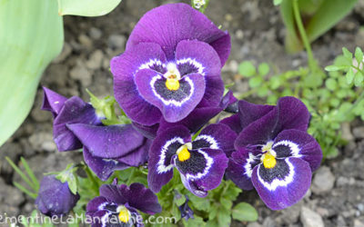 Journal d’une reconfinée #6