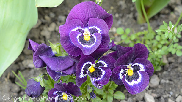 Journal d&rsquo;une reconfinée #6