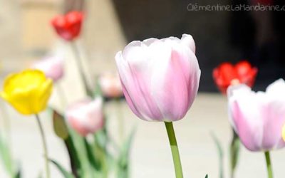 Journal d’une reconfinée #7