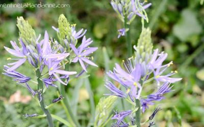 Journal d’une reconfinée #8