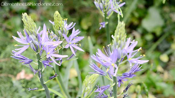 Journal d&rsquo;une reconfinée #8