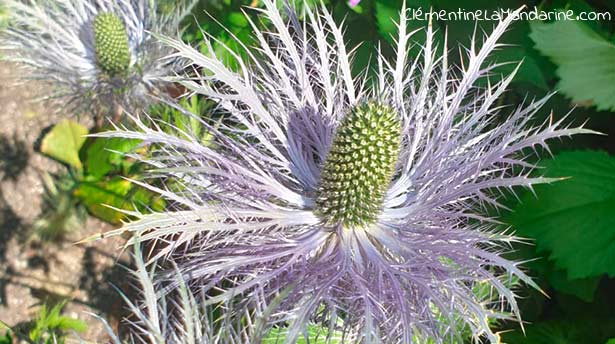 Journal d&rsquo;une reconfinée #9