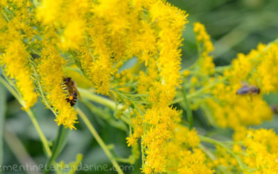 Journal sous couvre-feu #2