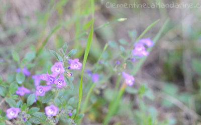 Journal de couvre-feu #4