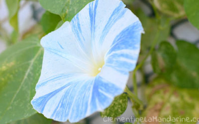 Journal de couvre-feu #21