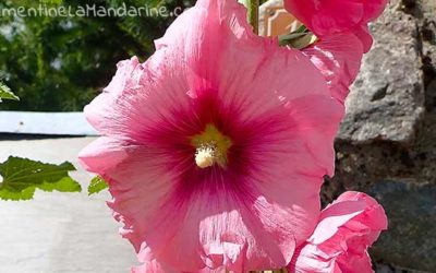 Journal de couvre-feu #22