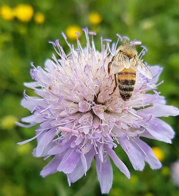10 activités nature estivales avec les enfants