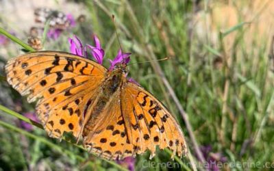 Hebdocolo 2022 – #1