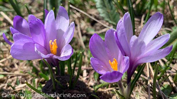 Crocus violets de montagne