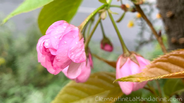 Fleurs mouillées par la pluie  - Clémentine la Mandarine