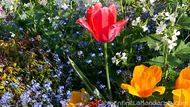 Tulipes multicolores - Clémentine la Mandarine