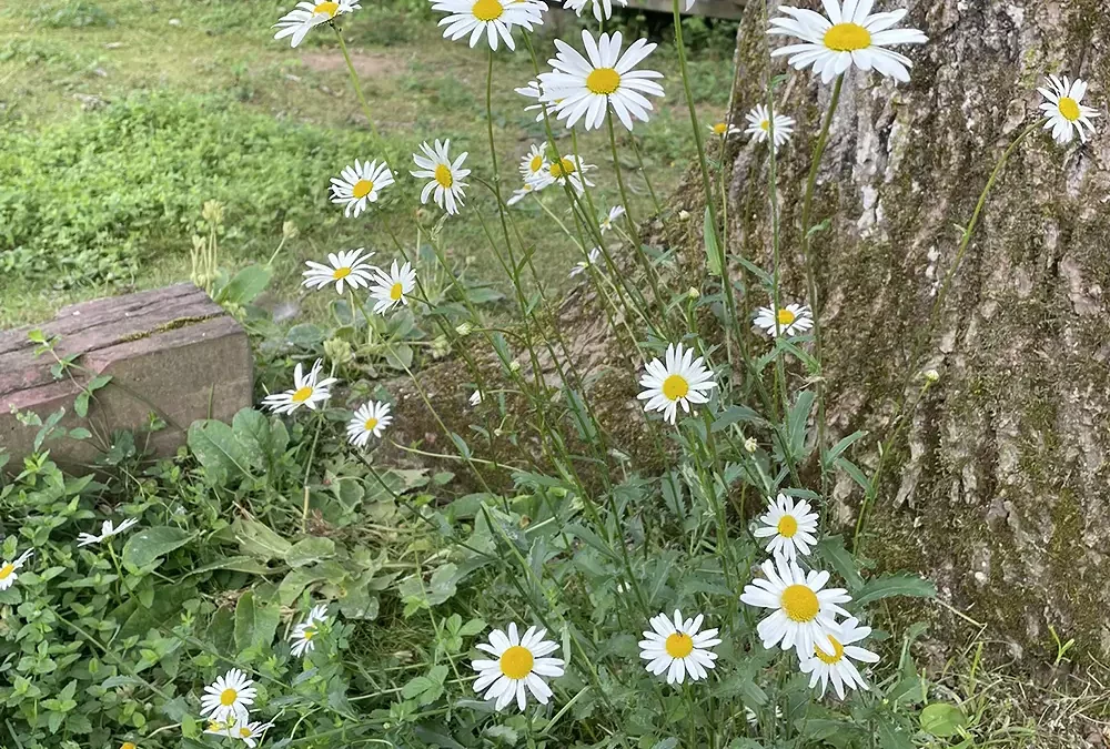 Reconnection à la nature : Sabbat de Beltane