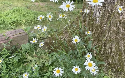 Reconnection à la nature : Sabbat de Beltane