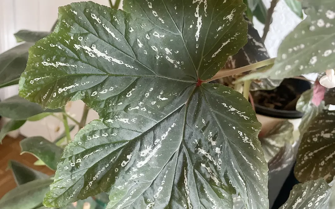 Prendre soin de ses plantes d&rsquo;intérieur