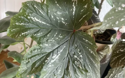 Prendre soin de ses plantes d&rsquo;intérieur